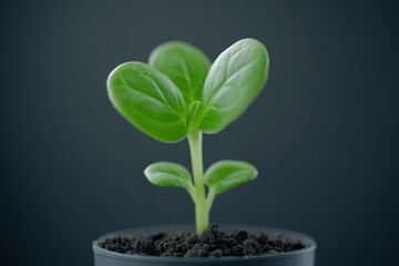 Naklejka premium A young green plant sprouting from soil in a black pot against a dark background.