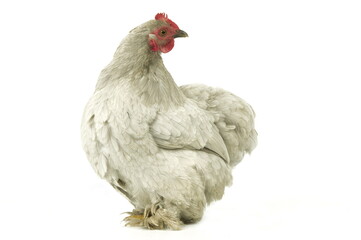 Poule Bantam de Pékin