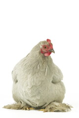 Poule Bantam de Pékin