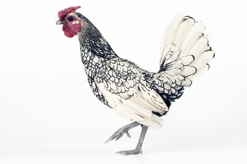Poule Sebright argentée