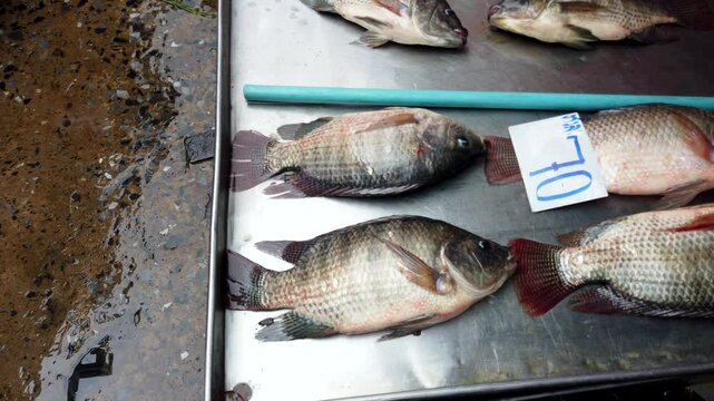 Fresh tilapia fish are breathing on a metal table at a market stall, waiting to be sold to customers