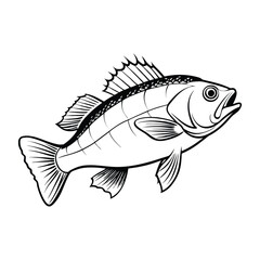 sea bass fish design, labeled line art vector silhouette illustration.