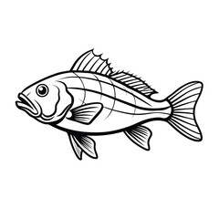 sea bass fish design, labeled line art vector silhouette illustration.