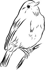 Robbin.Hand drawn ink vector illustration.