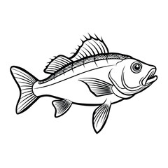 sea bass fish design, labeled line art vector silhouette illustration.