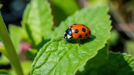 Fototapeta premium Vibrant ladybug explores a dew-kissed leaf in nature's embrace.