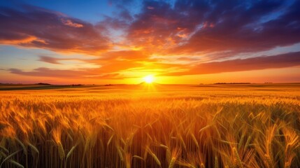 Golden Wheat Field Sunset Sky Landscape