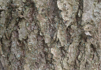 Beautiful details of the bark of quercus mongolica
