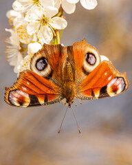 Rusałka pawik Aglais io © Sawomir