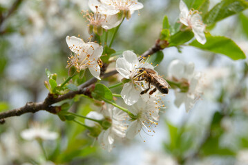 A springtime scene with a bee actively pollinating apple tree flowers, surrounded by vibrant blooms.