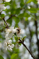 A bee pollinating a delicate apple tree flower on a sunny spring day, symbolizing nature's cycle.