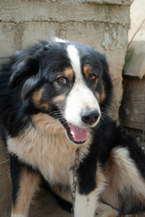 A beautiful white, black, and brown shepherd dog with a joyful smile, radiating happiness.