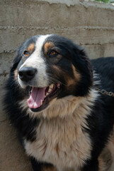 A beautiful white, black, and brown shepherd dog with a joyful smile, radiating happiness.