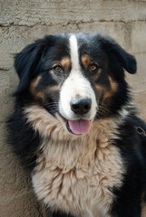 Close-up of a happy shepherd dog with tricolor fur, showcasing its cheerful personality.