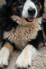 A smiling white, black, and brown shepherd dog in a natural setting, full of life and charm.