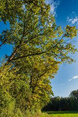 Autumnal colored deciduous trees against a blue sky on a sunny autumn day
