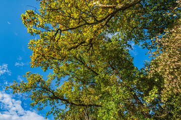 Autumnal colored deciduous trees against a blue sky on a sunny autumn day