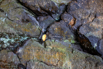 Ein Felsen in Fron Draufsicht mit leichtem Moss besetzt.