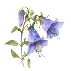 A watercolor illustration of Bellflower, isolated on a white background. Bellflower vector.