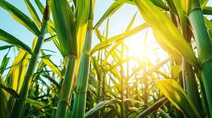 Fototapeta premium Cane plantation with a green sugar cane field on a sunny day