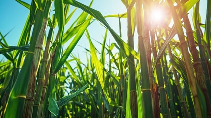 Cane plantation with a green sugar cane field on a sunny day