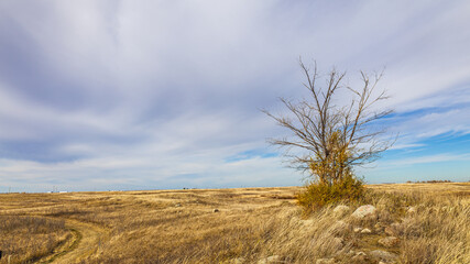 Rugged old tree on Saskatchewan prairie in Autumn