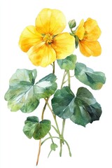 Fototapeta premium Watercolor Botanical Illustration of Yellow Blossoming Celandine Herb in Spring
