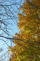 autumn trees in the park