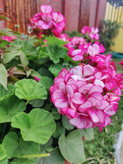 Pink and white geranium flowers blooming in garden