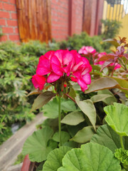 Bright pink geranium flowers blooming in garden near brick wall