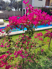 Bougainvillea spectabilis blooming near swimming pool in garden