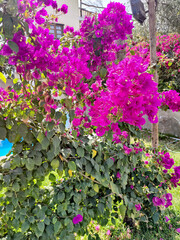 Bougainvillea spectabilis showing vibrant purple bracts in garden