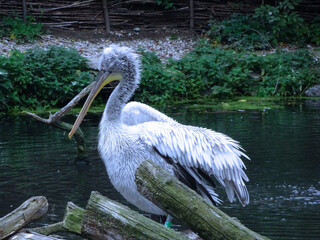 Young Pelican in Winter