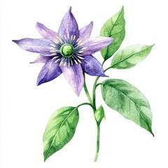 Hand-drawn Watercolor Illustration of Passiflora Flower for Floral Cosmetic and Herbal Medicine