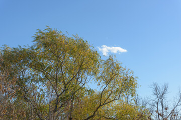 blue sky, clouds, and tree tops