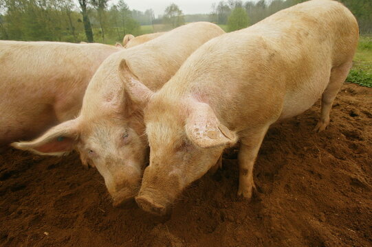 Elevage de cochon "large white" Sarthe France