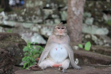 Un singe au temple Bayon - Angkor Wat