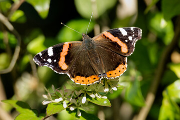 Red admiral butterfly (Vanessa Atalanta) perched on a white flower in Zurich, Switzerland