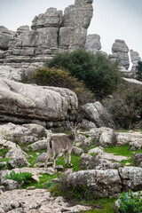 The Iberian ibex (Capra pyrenaica), also known as the Spanish ibex, Spanish wild goat and Iberian...