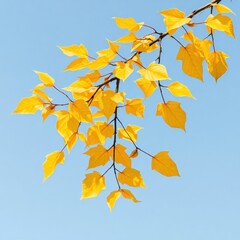 Obraz premium Unleash creativity with our captivating leaf artworks! From minimalist to fantastical styles each high-resolution piece adds a fresh touch to any project