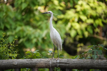 Capture the graceful side posture of the white egret in the nature