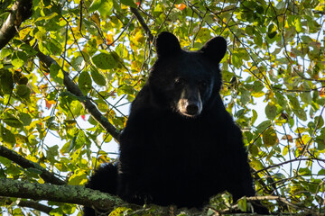 Young Black Bear, Ursus americanus, in leafy tree with glimpse of sunlight looking down in High...