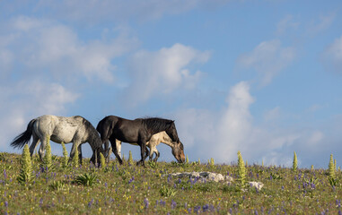Obraz premium Wild Horses in the Pryor Mountains Montana in Summer