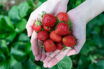 Nature's Sweetness: Freshly Harvested Strawberries in Handful
