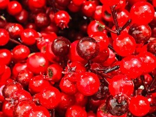Assorted red berries for decoration 