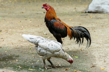Colorful chicken in organic farm