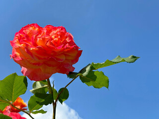 Bright rose flower red yellow petals on blue sky 