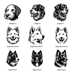 head of dog bedlington bergamo, berger blanc suisse and berger picard