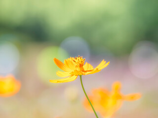 Fototapeta premium 秋の公園や花壇を彩るコスモス（キバナコスモス）のある風景。背景。自然風景素材。