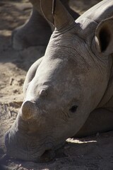 Obraz premium Close-up of a baby rhinoceros in its natural habitat